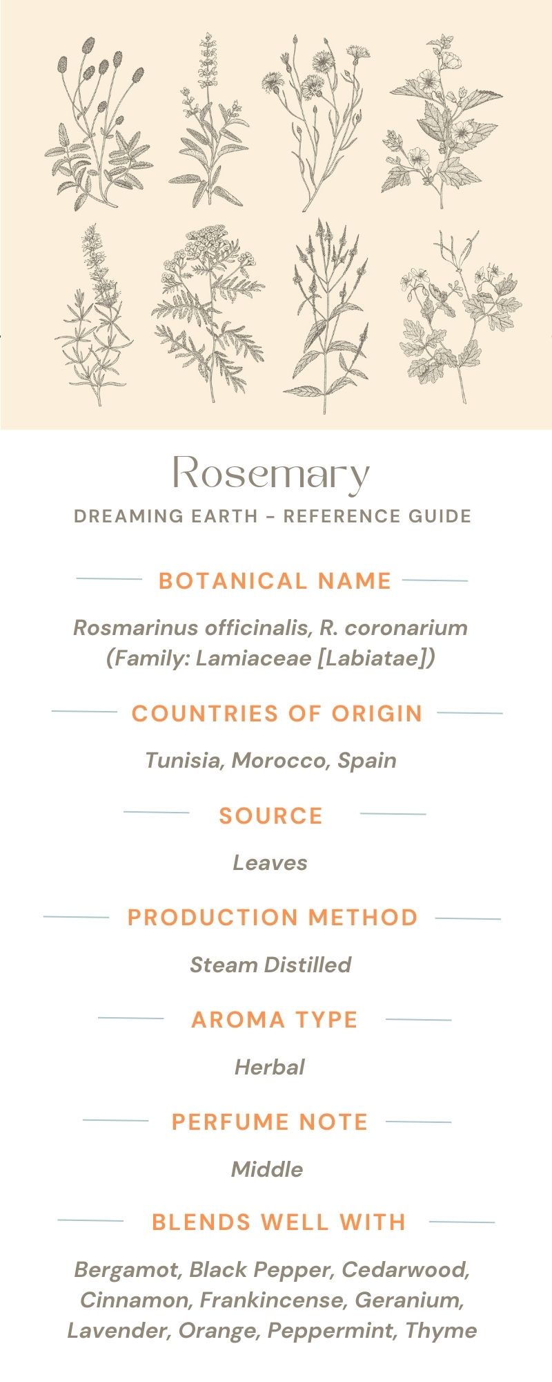 Rosemary, Organic Essential Oil - Dreaming Earth Inc