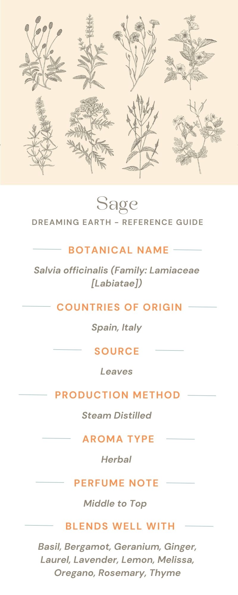 Sage, Organic Essential Oil (Spanish) - Dreaming Earth Inc