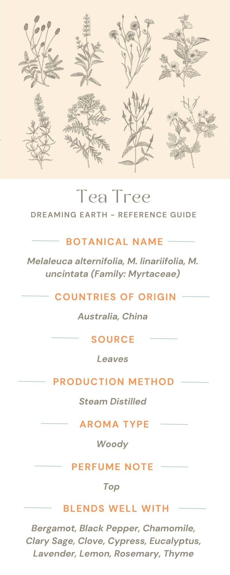 Tea Tree Essential Oil - Dreaming Earth Inc