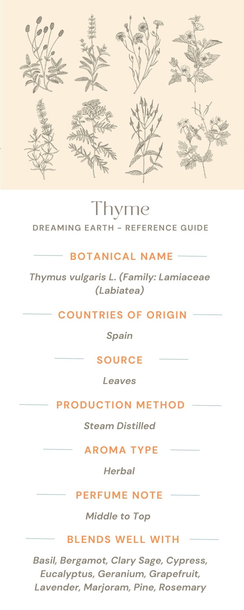 Thyme Essential Oil (Linalol) - Dreaming Earth Inc