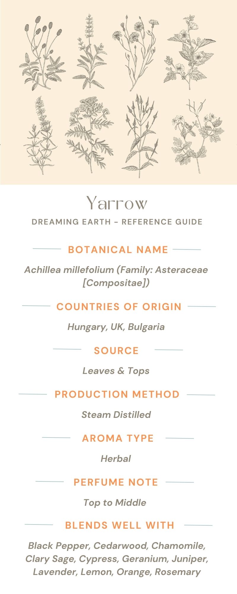 Yarrow Essential Oil - Dreaming Earth Inc