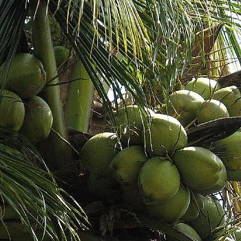 Coconut Oil, Fractionated Organic - Dreaming Earth Inc