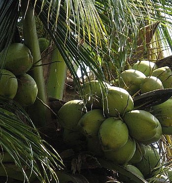 Coconut Oil, Fractionated Organic - Dreaming Earth Inc