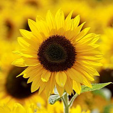 Sunflower Oil, Virgin Organic High-Oleic - Dreaming Earth Inc