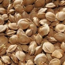 Apricot Kernel Oil, Virgin - Dreaming Earth Inc
