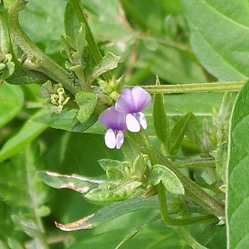 Soybean Oil, Virgin Organic - Dreaming Earth Inc