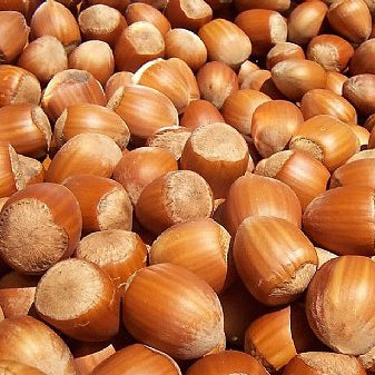 Hazelnut Oil, Virgin - Dreaming Earth Inc