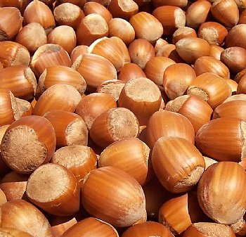 Hazelnut Oil, Virgin - Dreaming Earth Inc