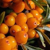 Sea Buckthorn Oil, Virgin Organic - Dreaming Earth Inc