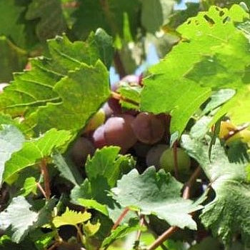 Grapeseed Oil, Refined - Dreaming Earth Inc