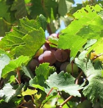 Grapeseed Oil, Refined - Dreaming Earth Inc