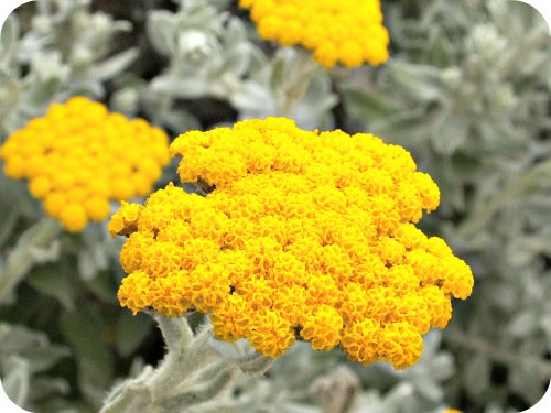 Helichrysum Oil: Uses, Benefits & Shop - Dreaming Earth Inc