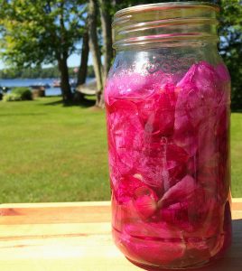 Make Your Own Rose Oil - Dreaming Earth Inc