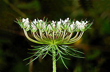 Carrot Seed Essential Oil