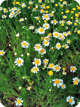 Chamomile Essential Oil - Dreaming Earth Inc