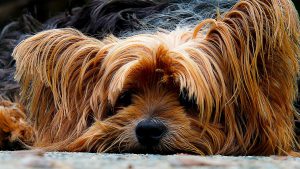 Essential Oils for Your Dog - Dreaming Earth Inc