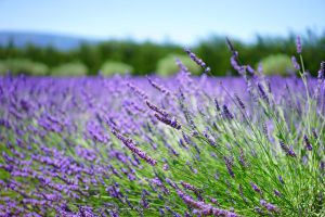 Essential Oils for Parkinson’s Disease - Dreaming Earth Inc