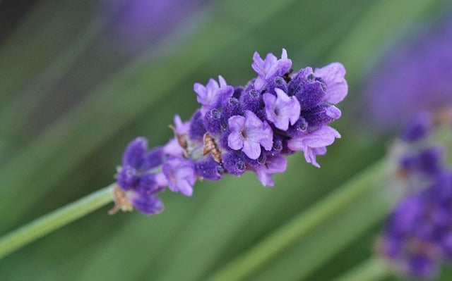 10 Uses for Lavender Essential Oil - Dreaming Earth Inc