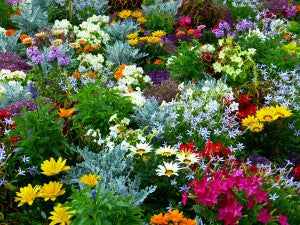 Plant Your Own Aromatherapy Garden - Dreaming Earth Inc
