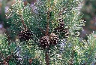 Pine Needle Essential Oil - Dreaming Earth Inc