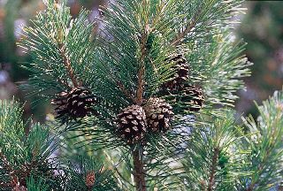 Pine Needle Essential Oil