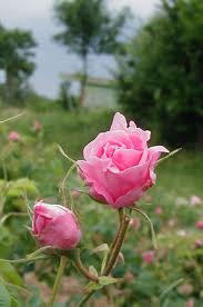 Rose Otto Essential Oil - Dreaming Earth Inc