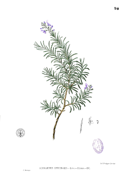 Rosemary Essential Oil, Part One - Dreaming Earth Inc