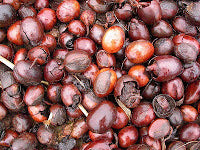 The Wonders of Shea Nut Butter - Dreaming Earth Inc