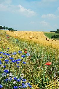 Essential Oils for Summer - Dreaming Earth Inc