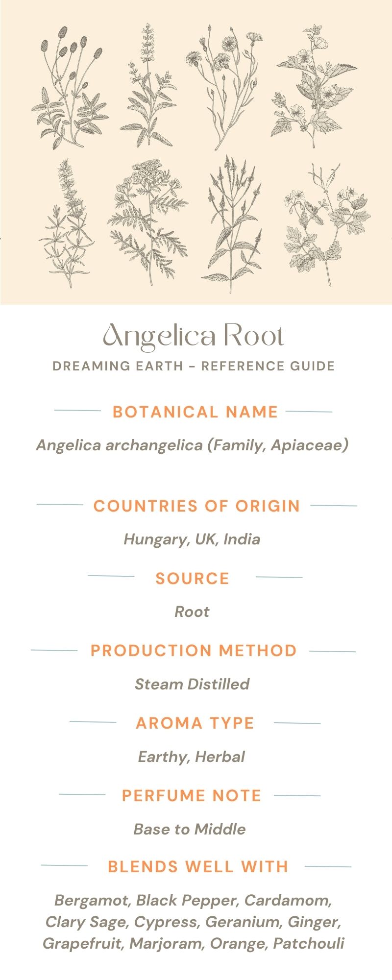 Load image into Gallery viewer, Angelica Root Essential Oil
