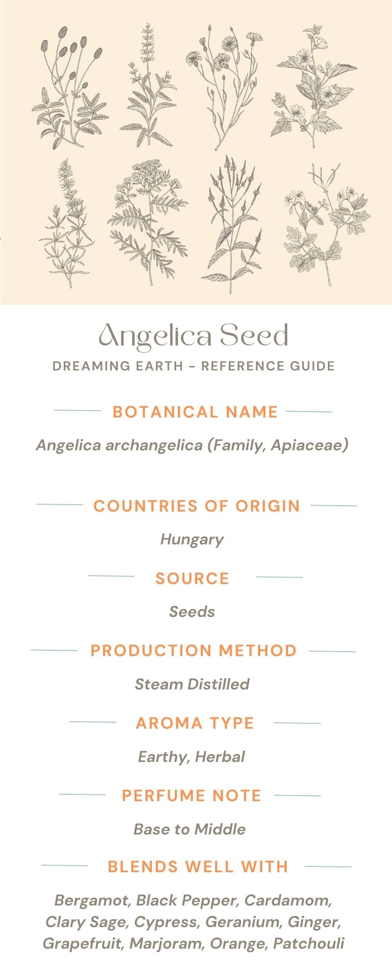 Load image into Gallery viewer, Angelica Seed Essential Oil
