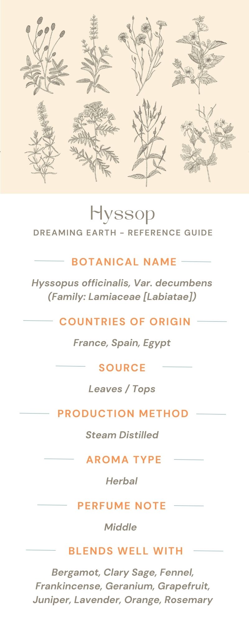 Load image into Gallery viewer, Hyssop Essential Oil - Dreaming Earth Inc
