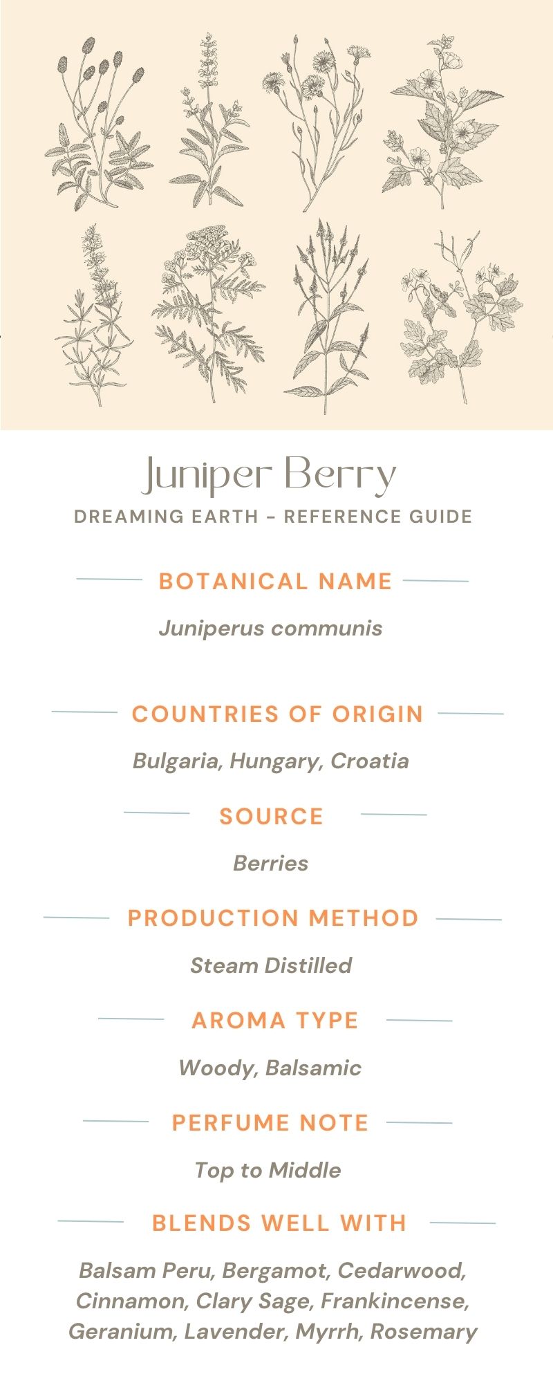 Juniper Berry Organic Essential Oil – Dreaming Earth Inc