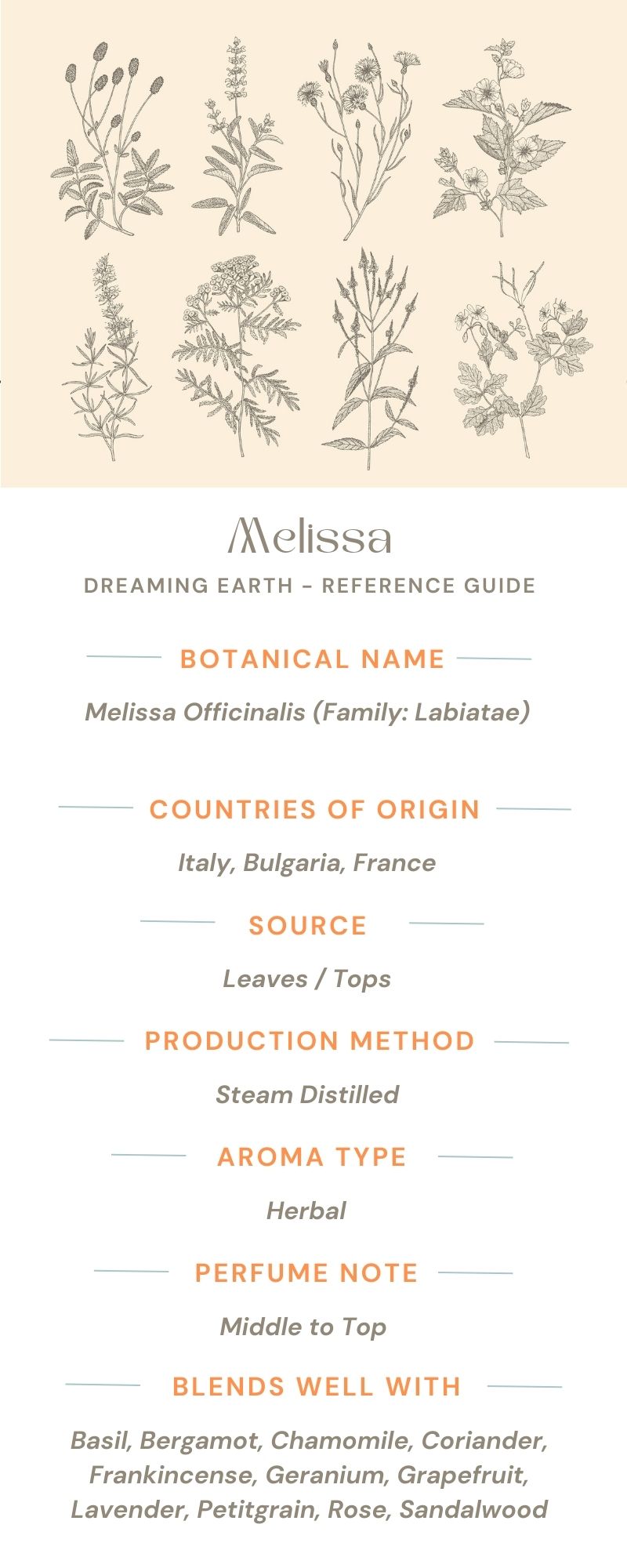 Load image into Gallery viewer, Melissa - 5% Essential Oil - Dreaming Earth Inc
