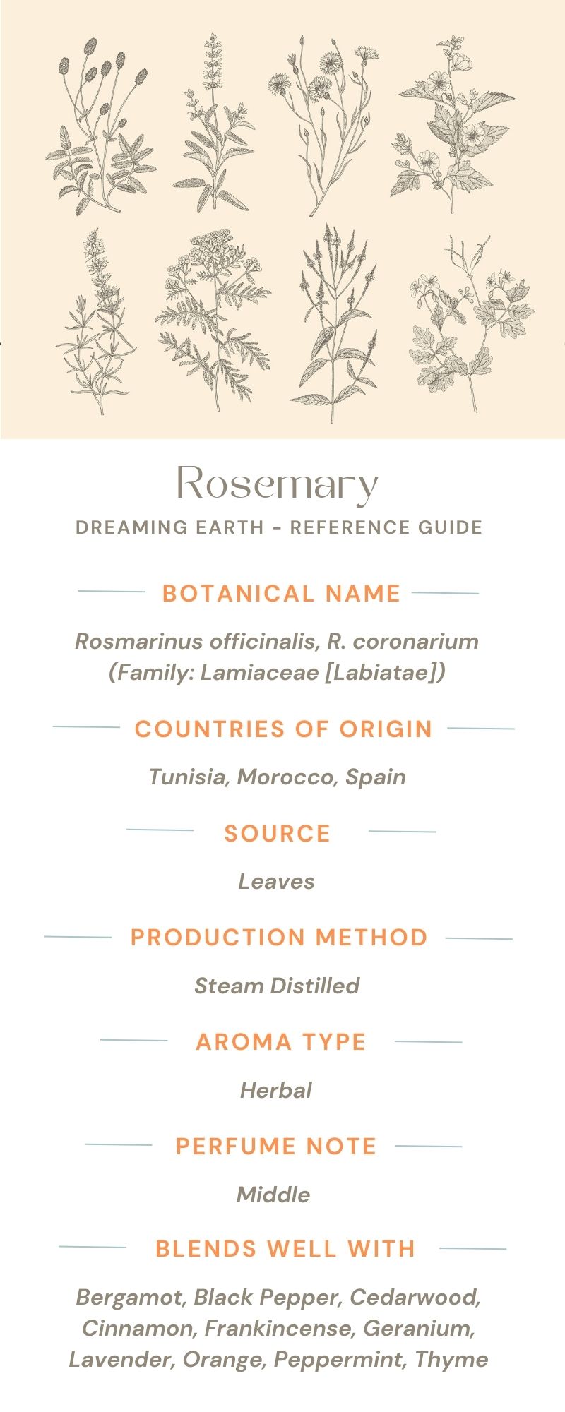 Load image into Gallery viewer, Rosemary, Organic Essential Oil - Dreaming Earth Inc
