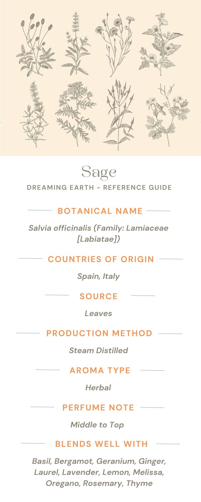 Load image into Gallery viewer, Sage, Organic Essential Oil (Spanish) - Dreaming Earth Inc
