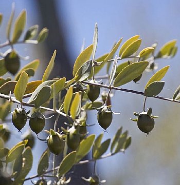 Load image into Gallery viewer, Jojoba Oil, Golden Virgin Organic - Dreaming Earth Inc
