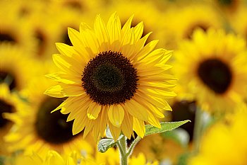 Load image into Gallery viewer, Sunflower Oil, Virgin Organic High-Oleic - Dreaming Earth Inc
