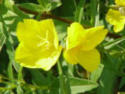 Load image into Gallery viewer, Evening Primrose Oil, Virgin Organic - Dreaming Earth Inc
