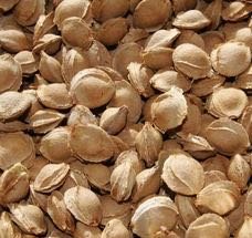 Apricot Kernel Oil, Virgin - Dreaming Earth Inc