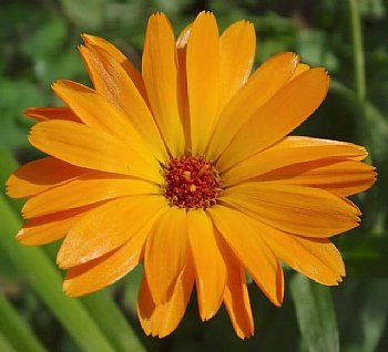 Load image into Gallery viewer, Calendula (Marigold) Oil - Dreaming Earth Inc
